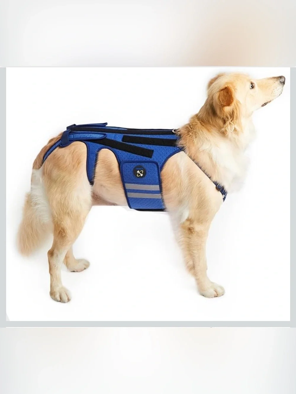 Dog Back Brace for  Arthritis, Pet Back Bracer for IVDD Back Protect 2188-1